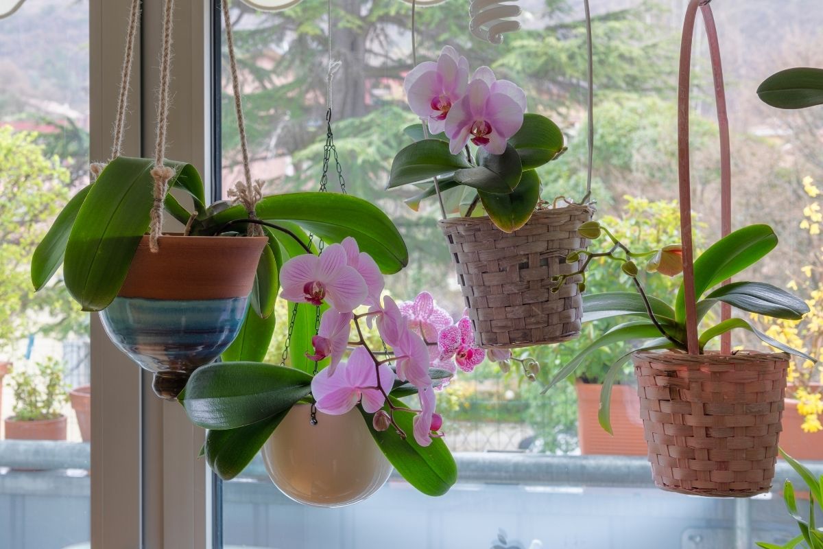 Orquídeas em apartamento