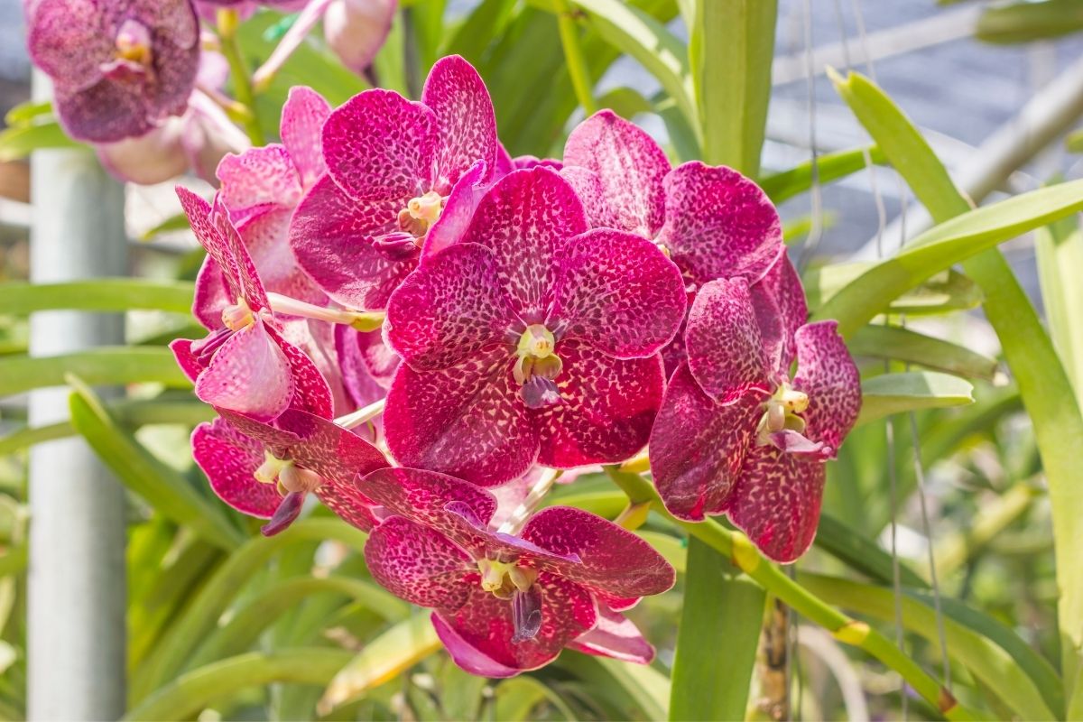 por que as orquídeas são consideradas inquilinas