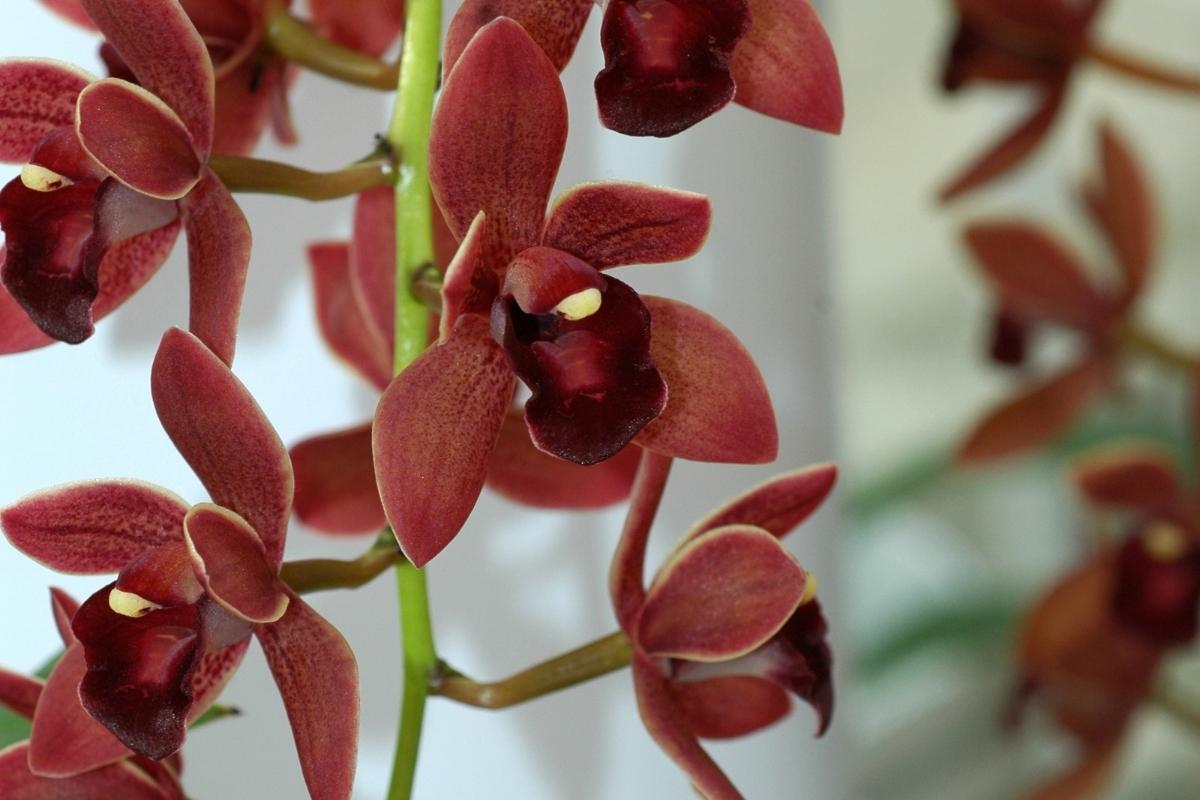 Descubra como é feito o cultivo de orquídeas pendentes e tenha muitas flores por muito mais tempo