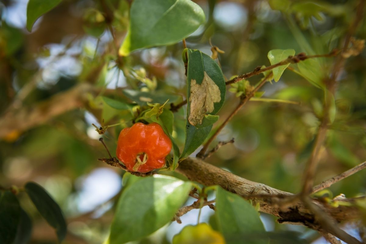 Pé acerola dar frutos