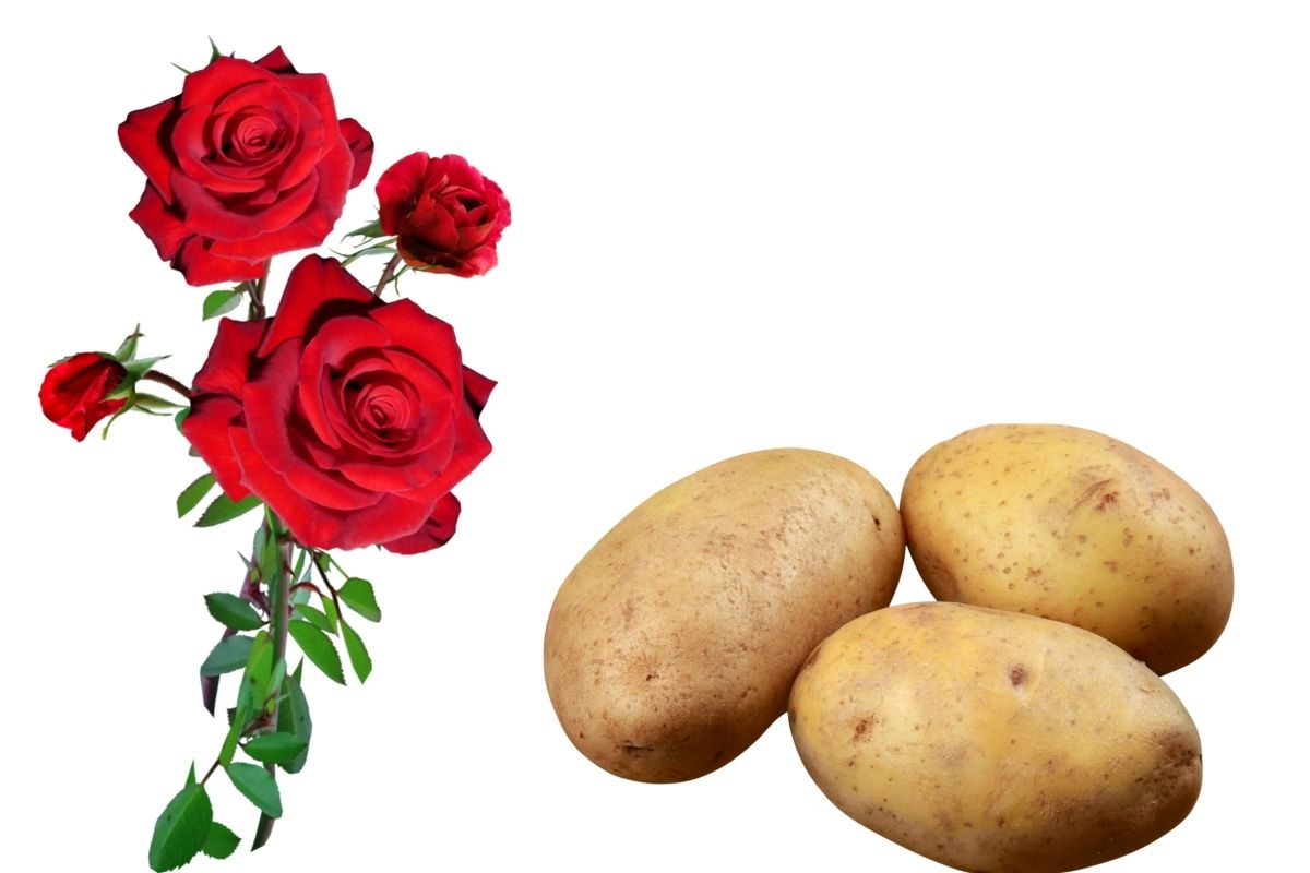 Plantio galhos roseira batata