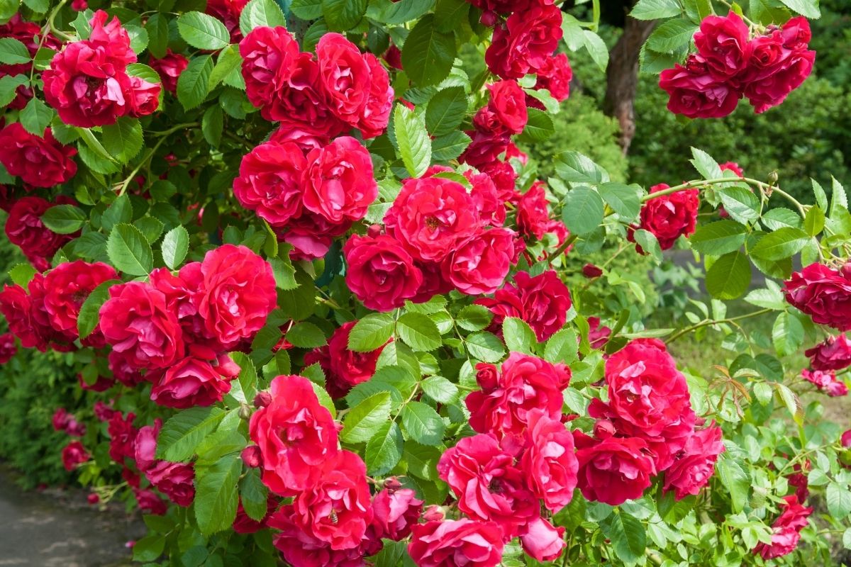 Plantio galhos roseira batata