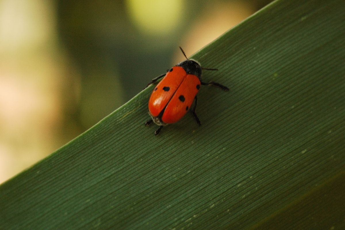 Por que é tão importante ter joaninhas no seu jardim