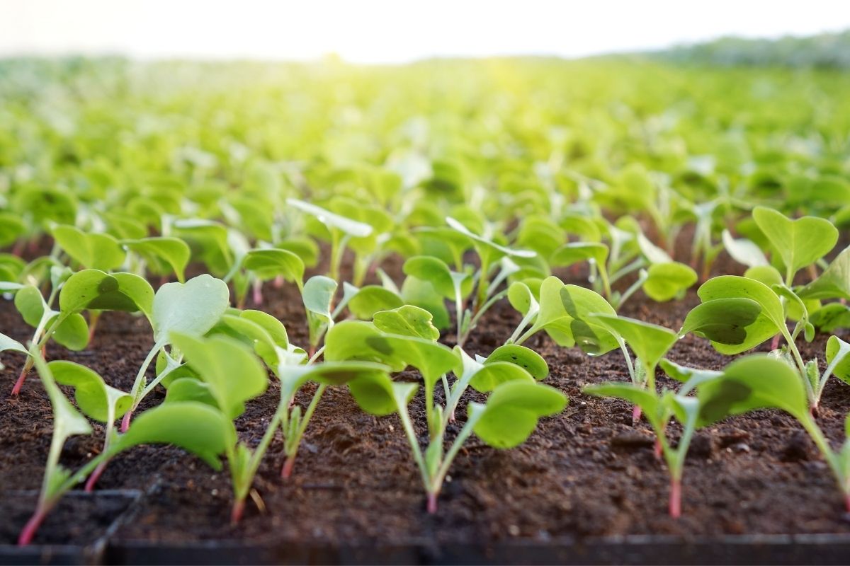Por que minhas hortaliças não crescem