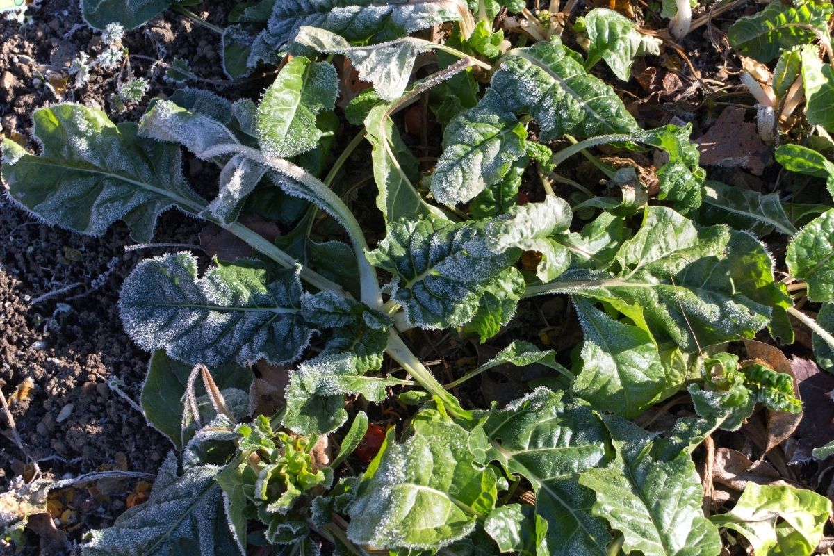 Proteger o jardim geadas