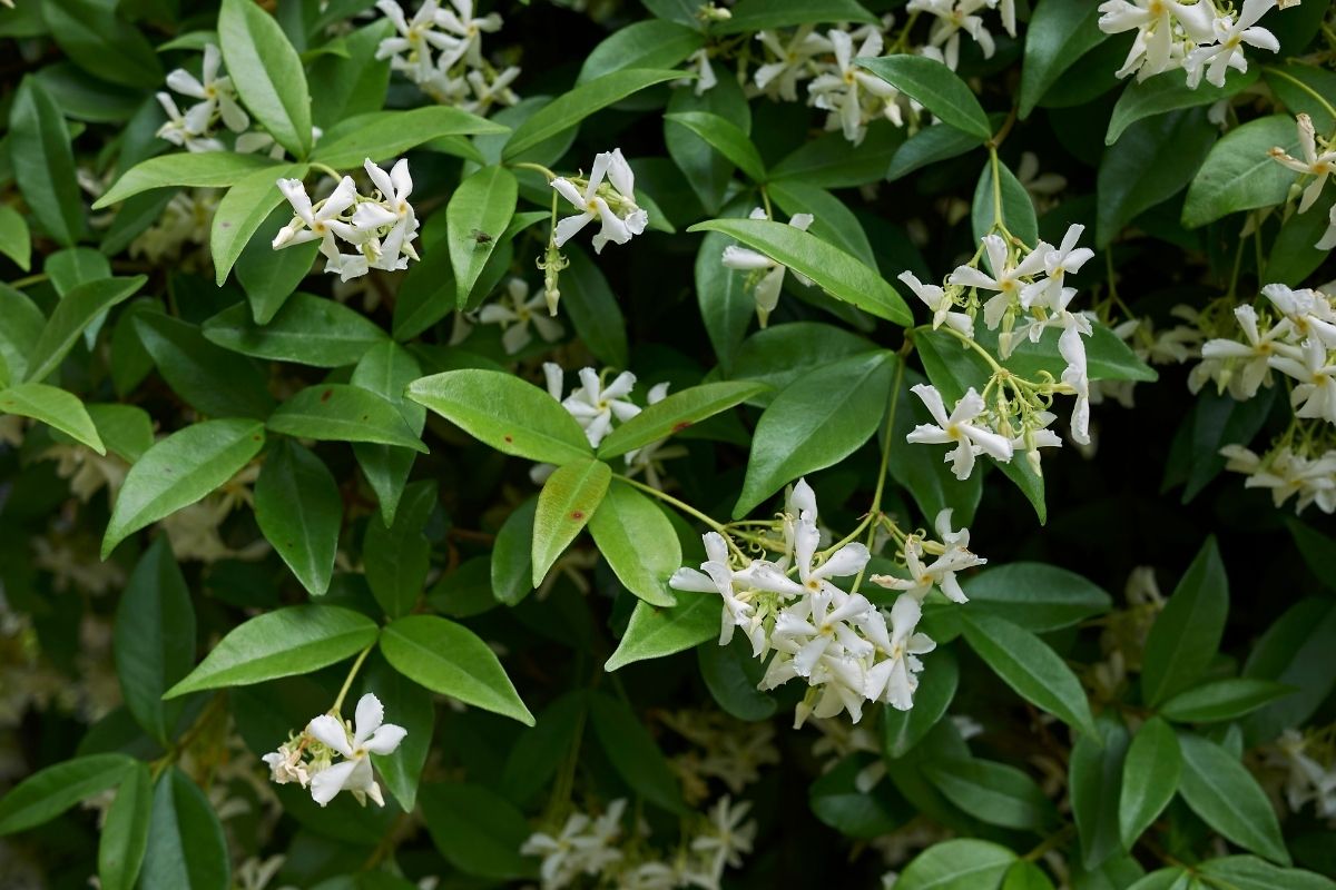 Quando jasmim floresce