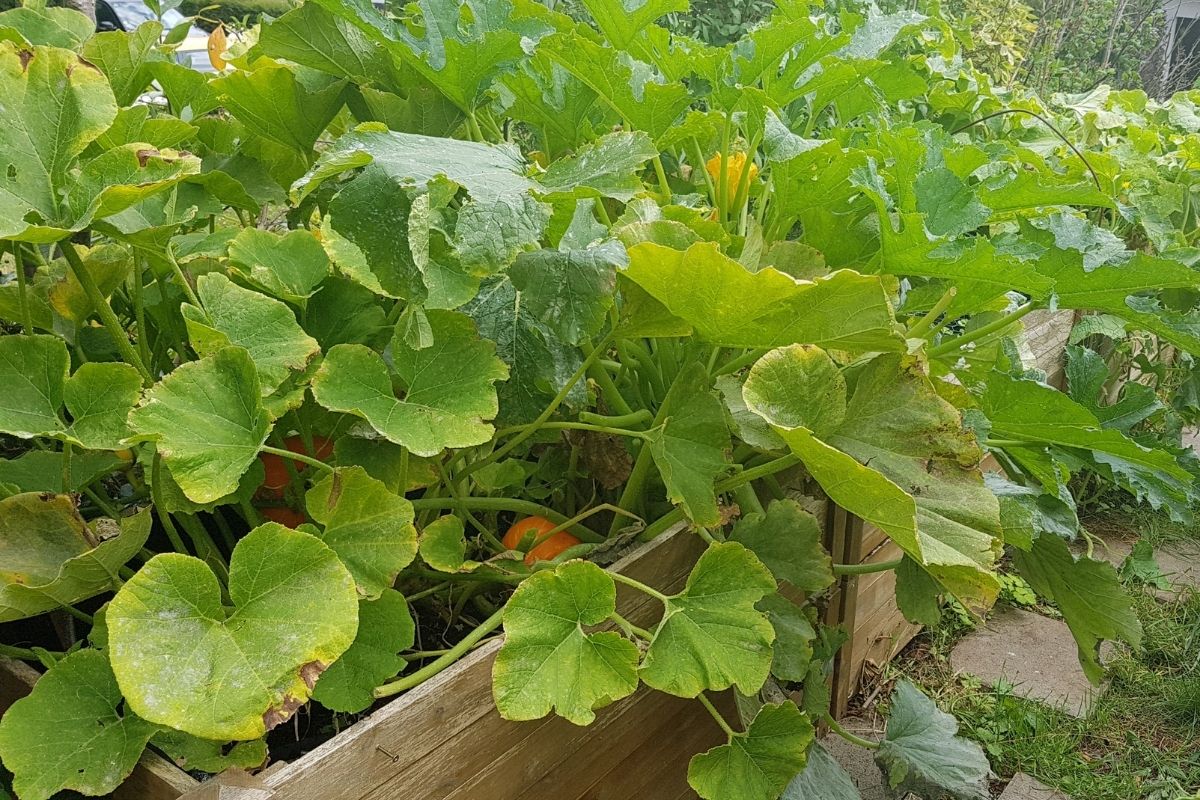 Quanto tempo demora para germinar abóbora