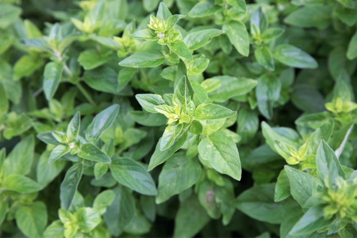 Quanto tempo para colher orégano