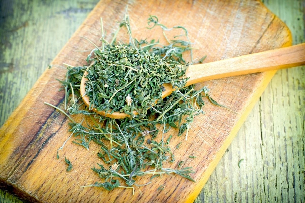 Quanto tempo para colher orégano