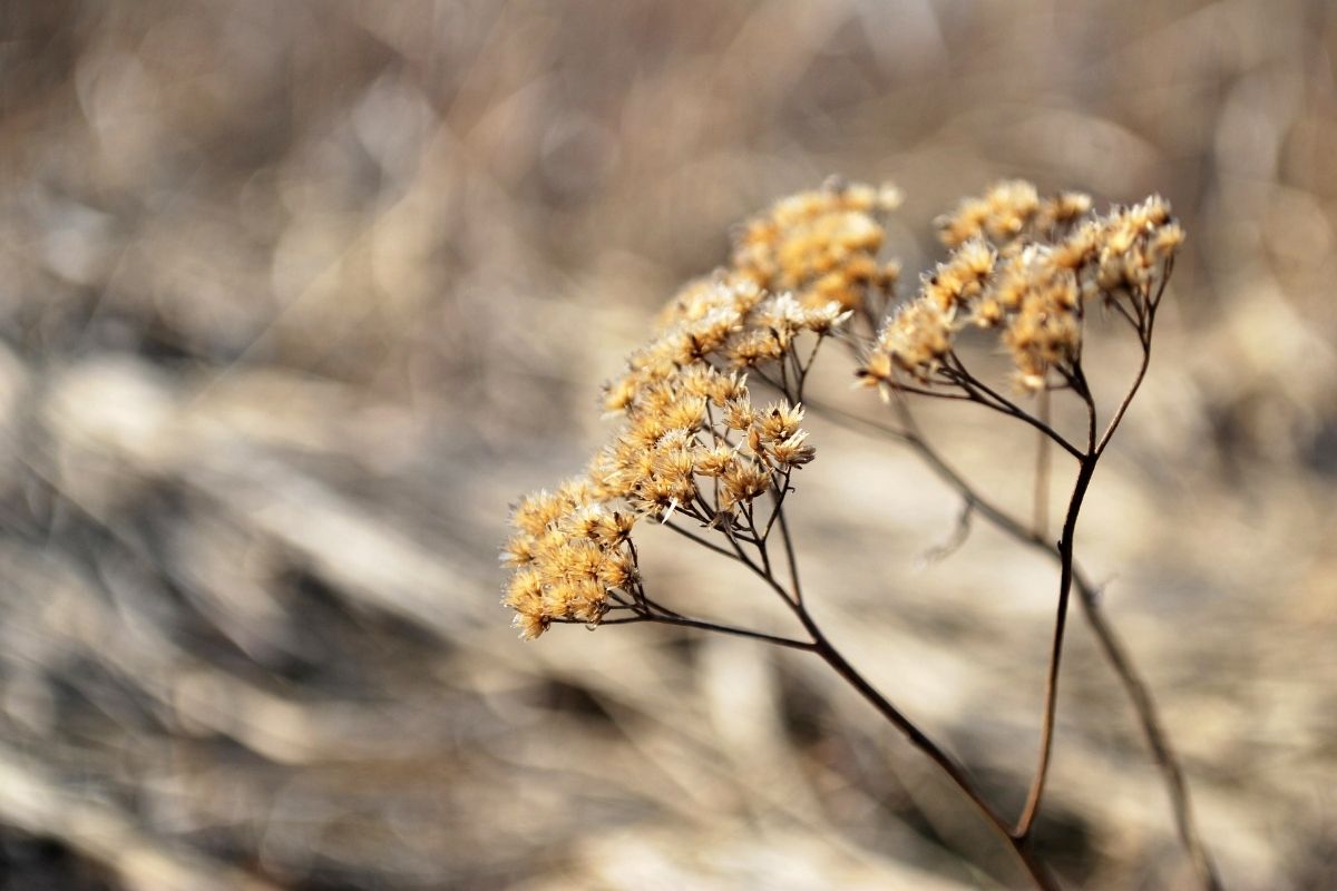 Salvar planta muito seca