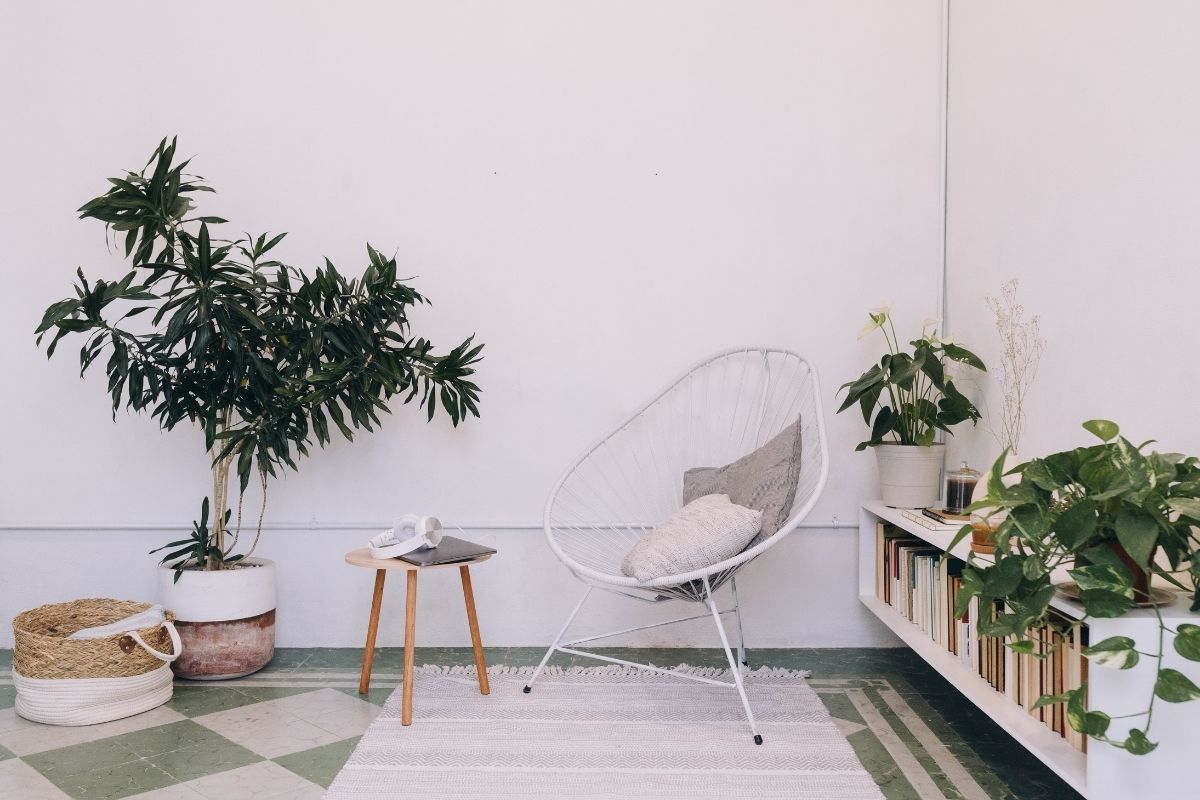 Segredos para cultivar plantas dentro de casa