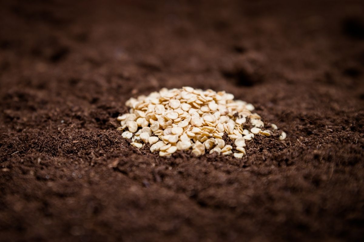 Como fazer germinar sementes de tomate