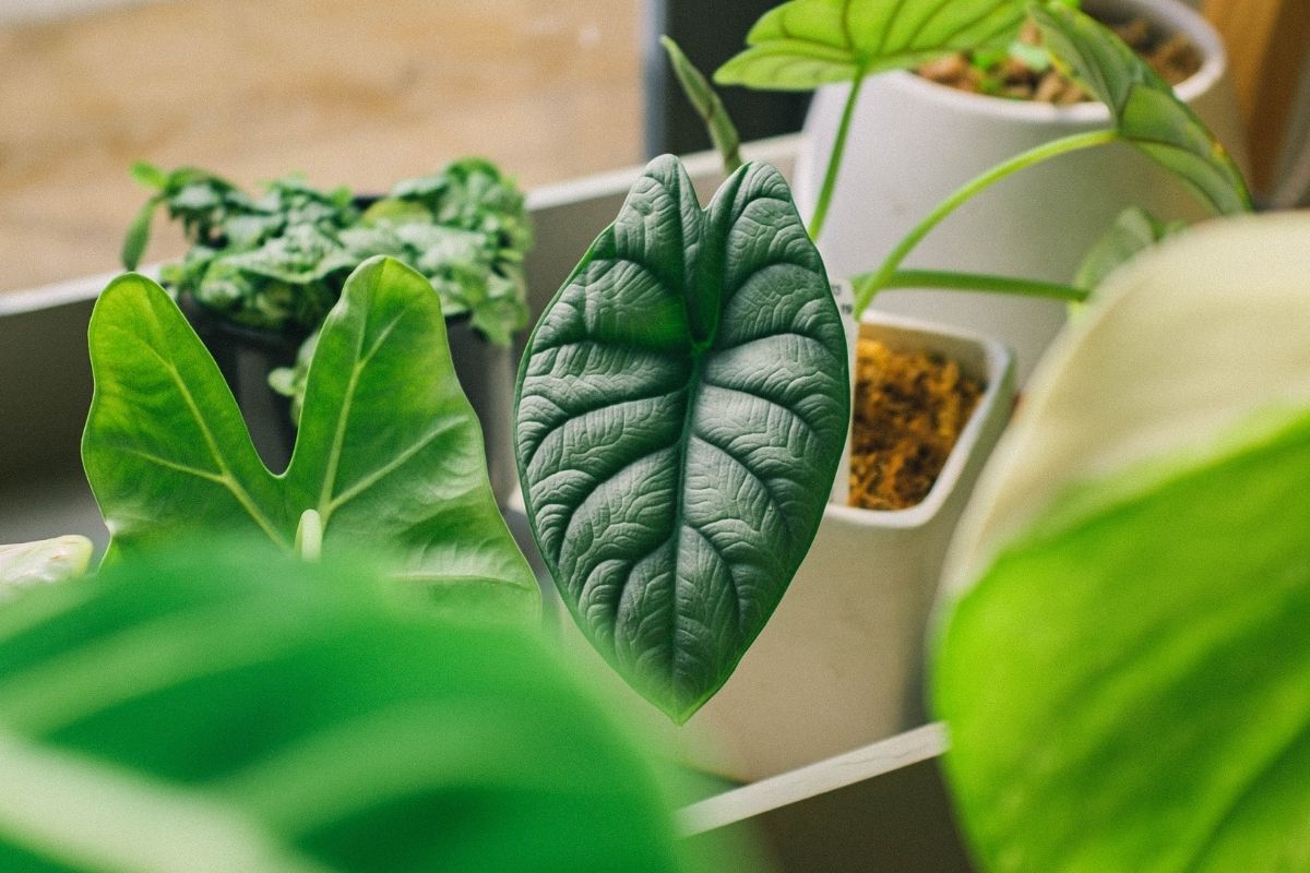 Sintomas de excesso de água nas plantas