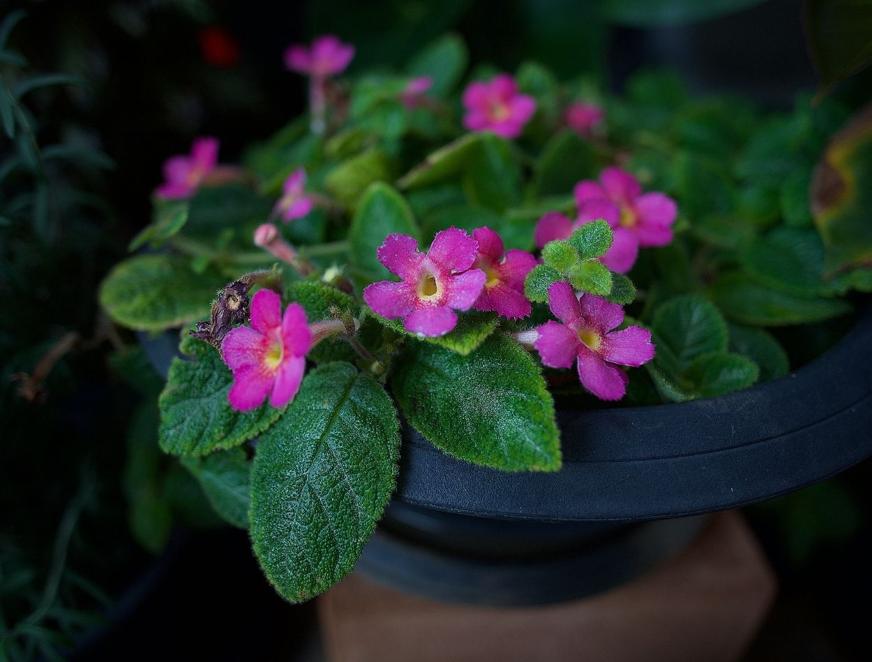 Como cuidar da tapete de rainha? Veja como cultivar as mudas em casa