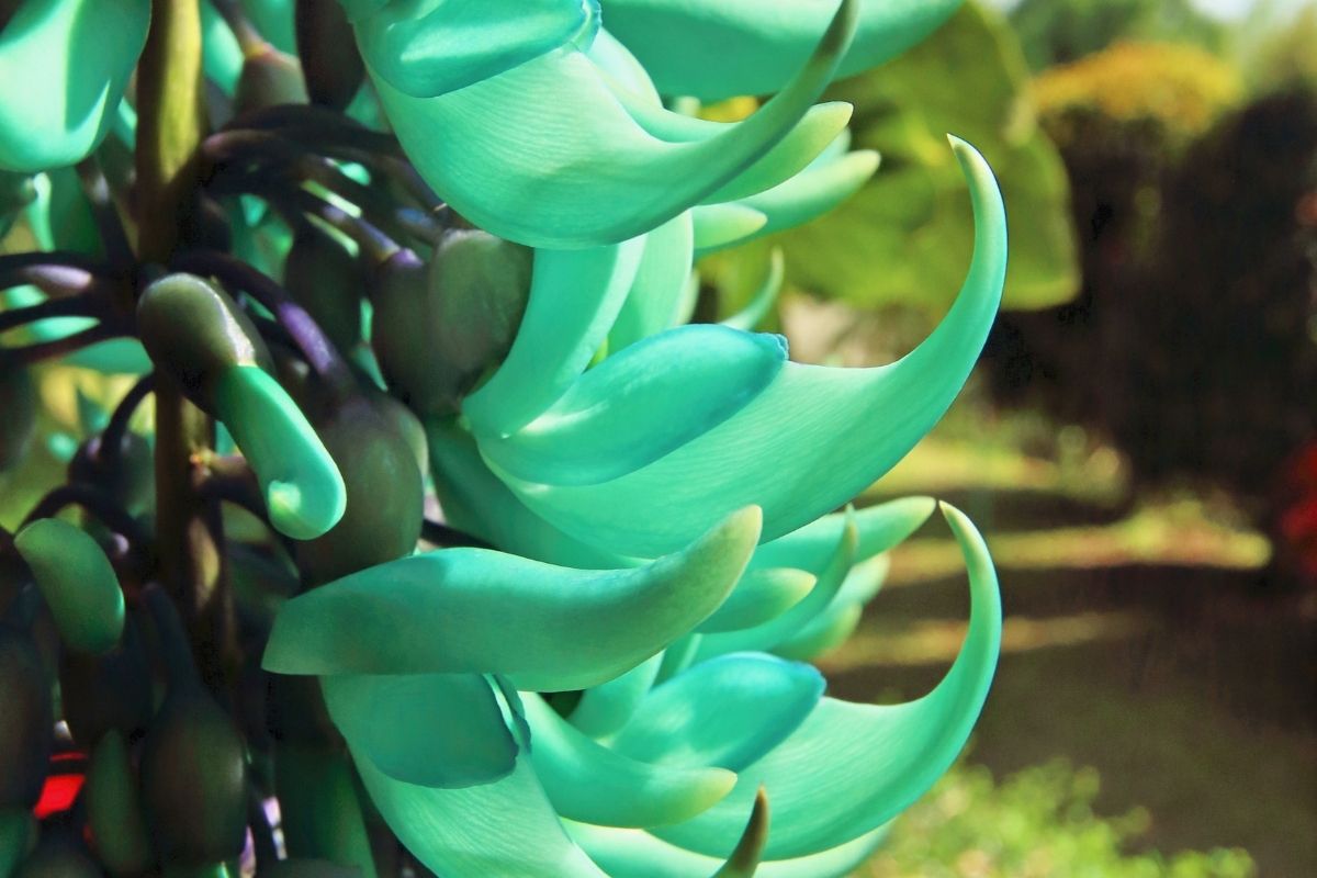 Trepadeira Jade Azul