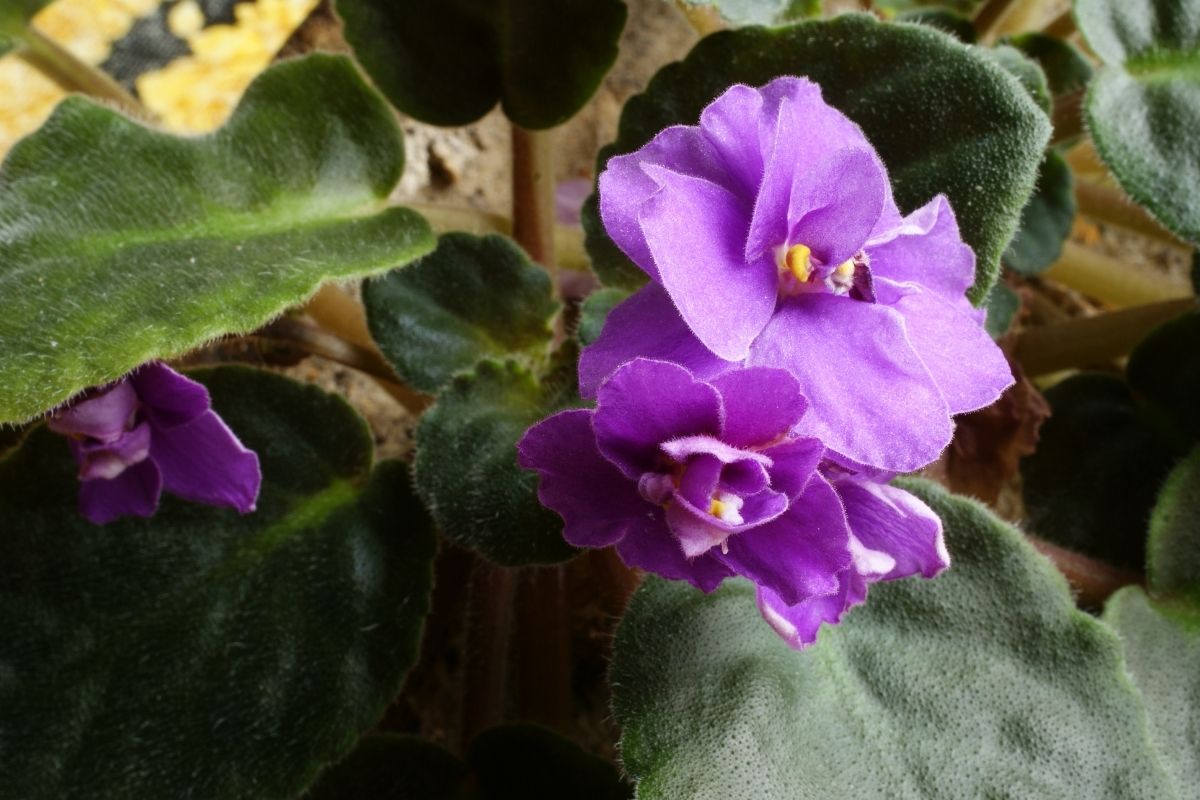 como cultivar violetas para dar flores