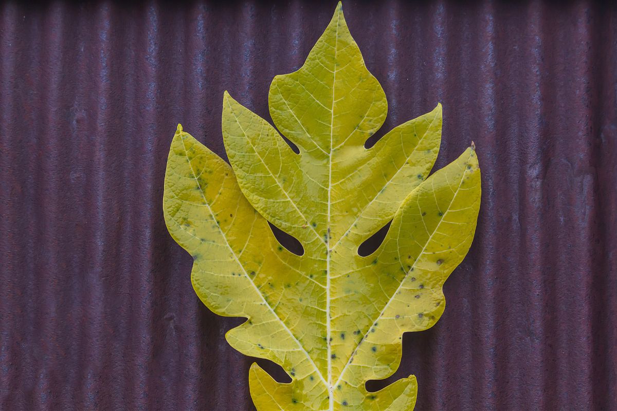 Afinal, por que planta fica amarela 