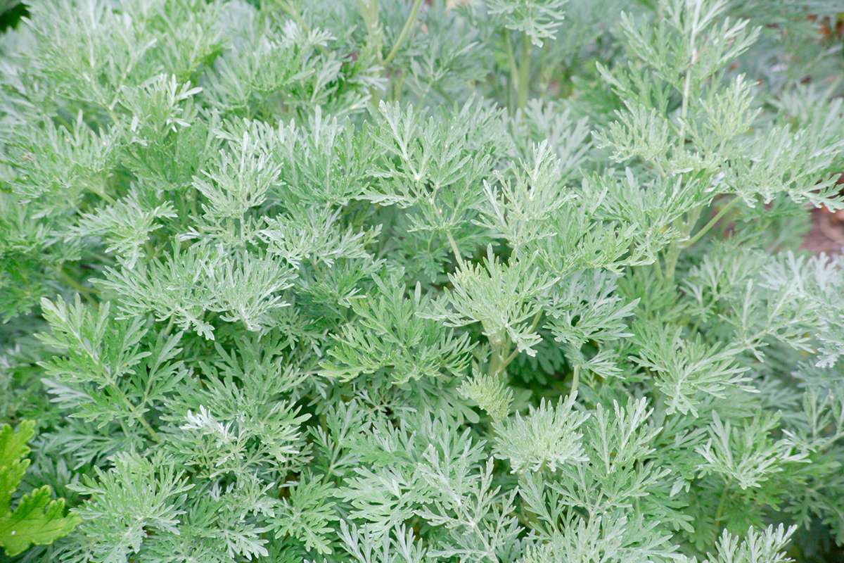 Alguns cuidados essenciais - Reprodução Canva