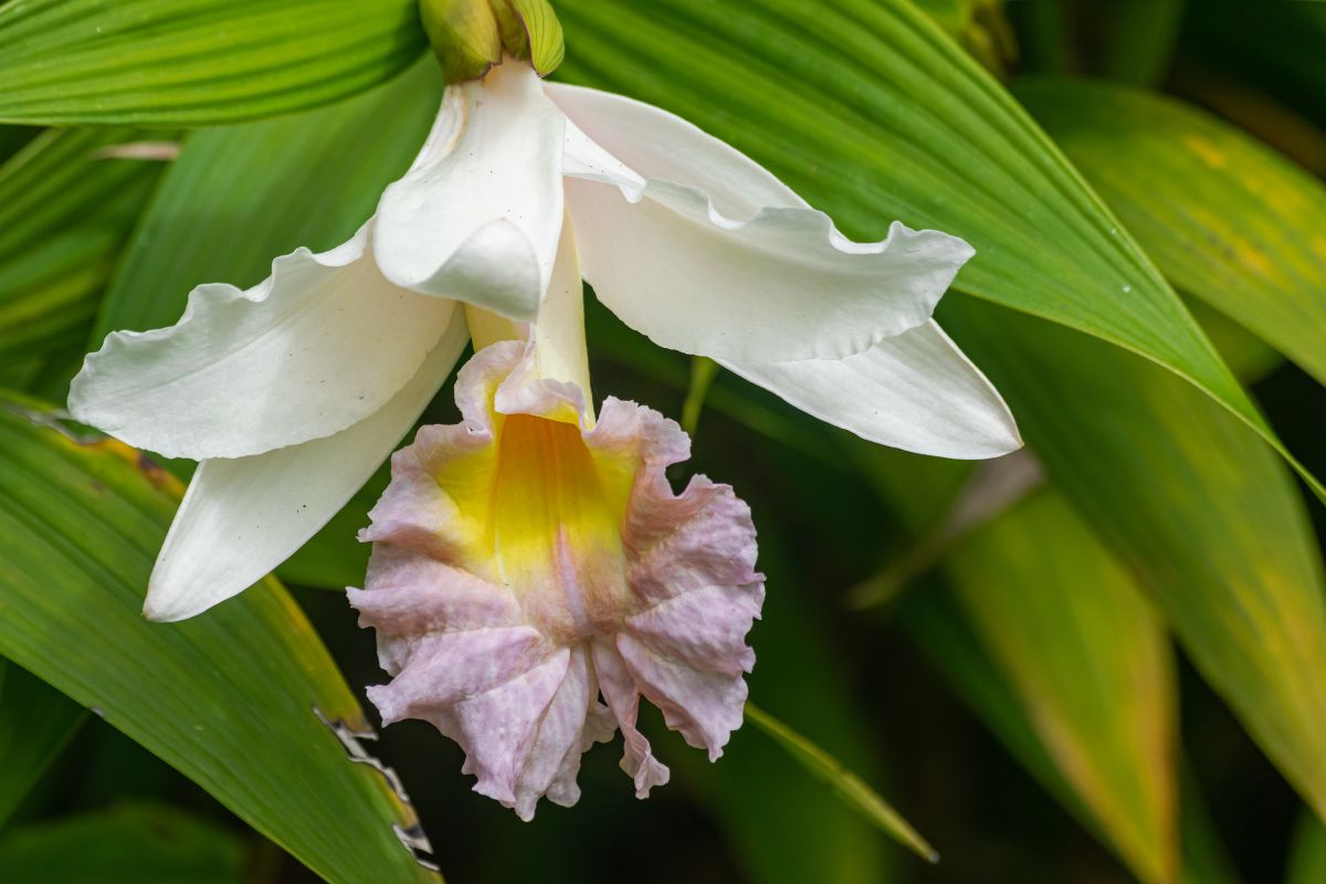 Orquídea plantada na terra