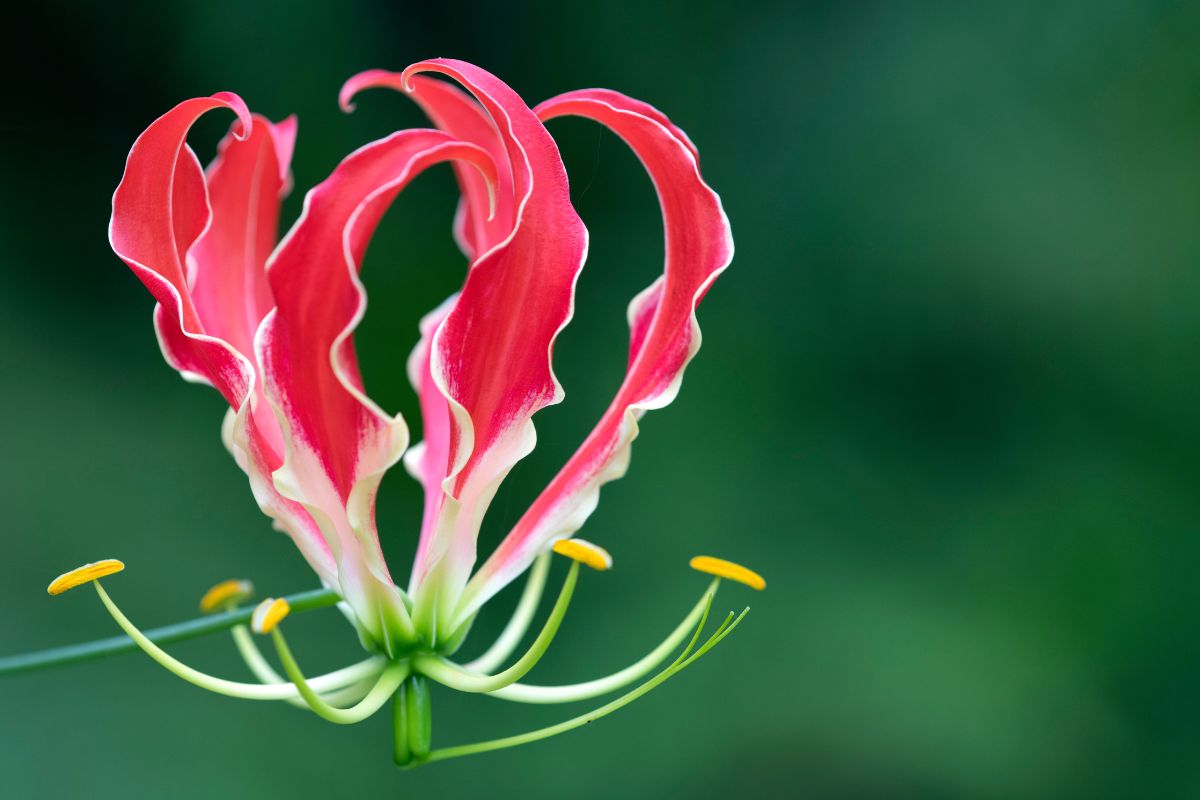 Descubra um método de como plantar flor gloriosa 