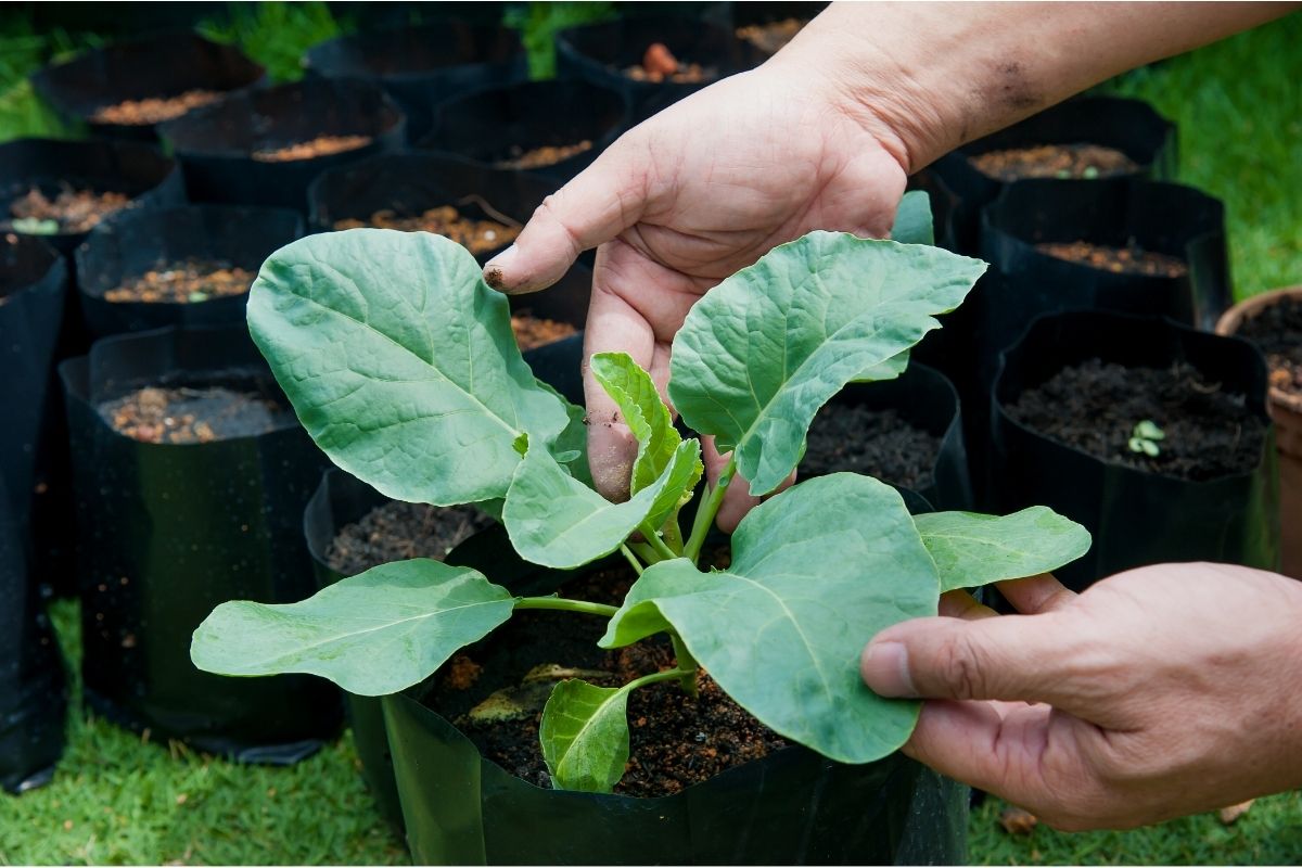 Plantar pé de couve