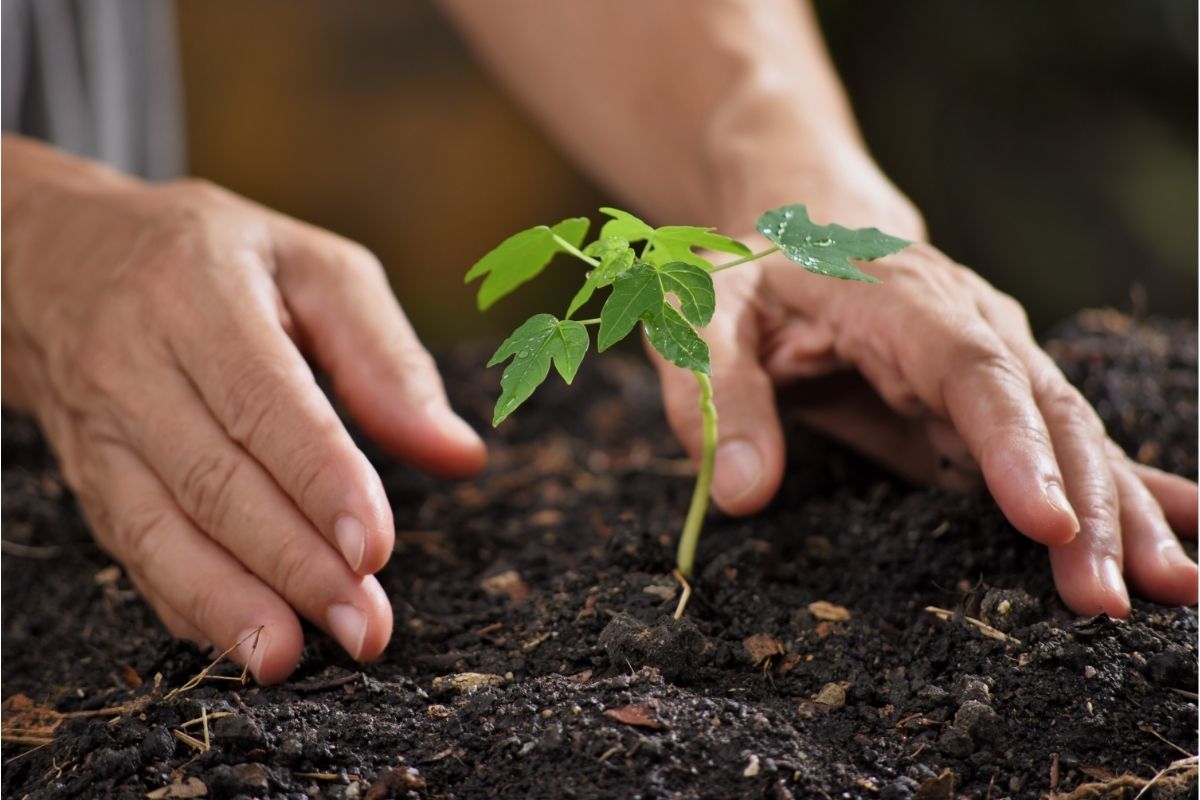 Mamão não produz frutos