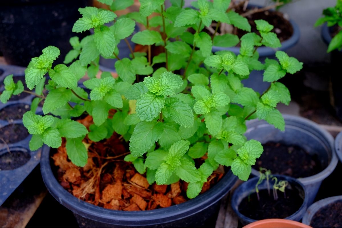 Como cultivar hortelã em casa e deixar bem cheia