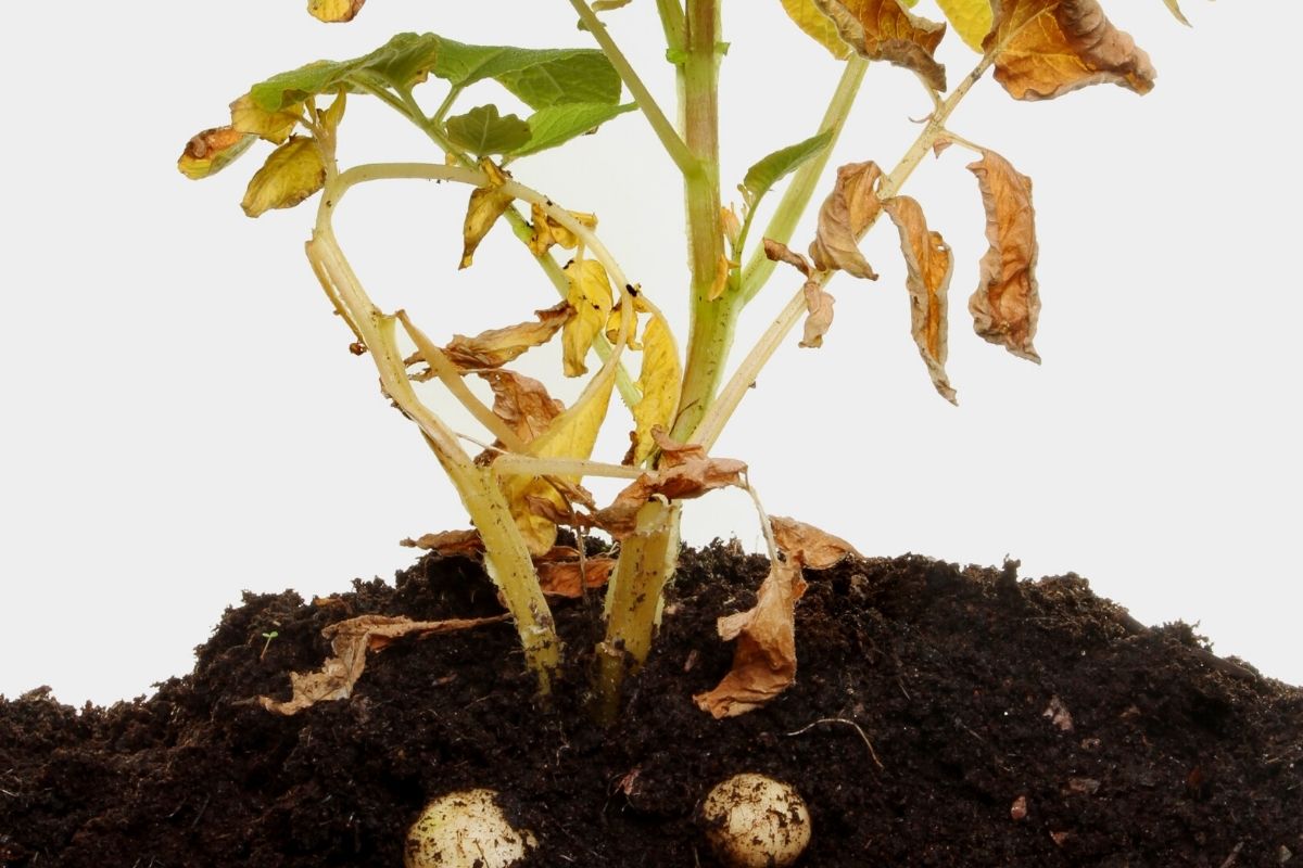 Batata Baroa sem agrotóxico