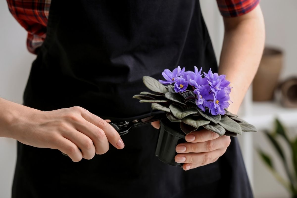 Qual o vaso certo para plantar violetas?