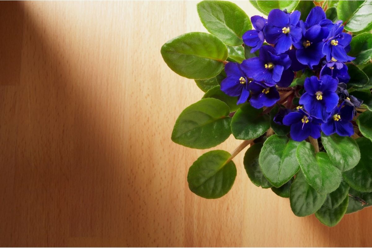 Qual o vaso certo para plantar violetas? — Reprodução Canva Pró.