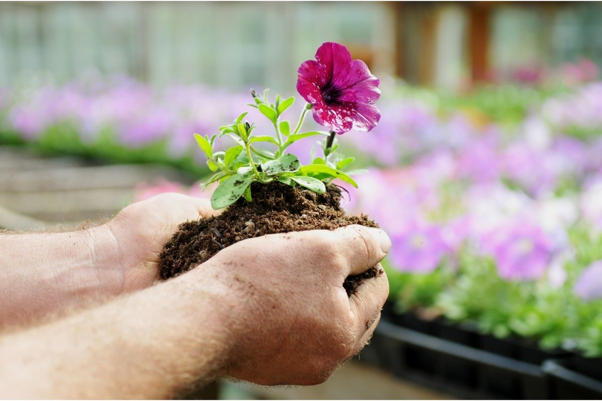 Como cultivar petúnias e mantê-las sempre lindas
