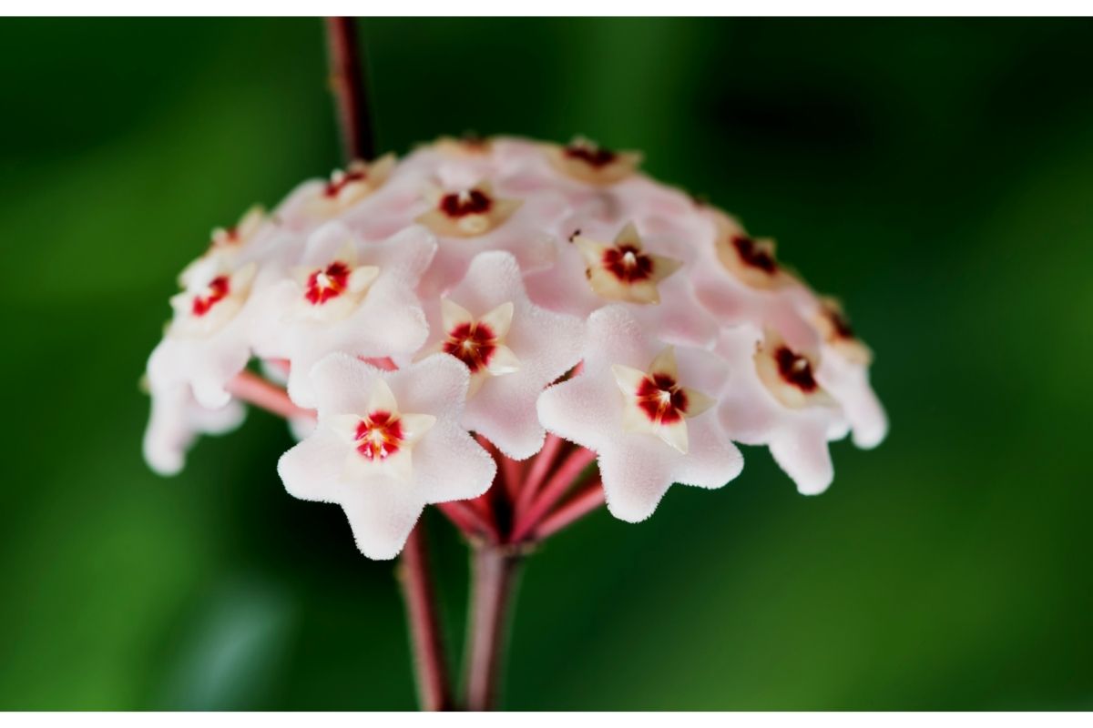 5 segredos para sua flor de cera ficar exuberante — Reprodução Canva Pró.