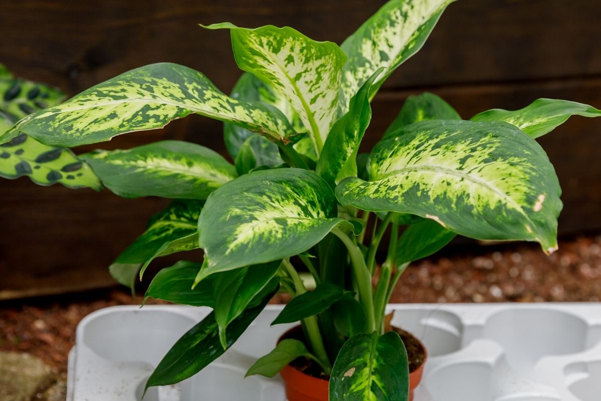 5 plantas perfeitas para hall de entrada