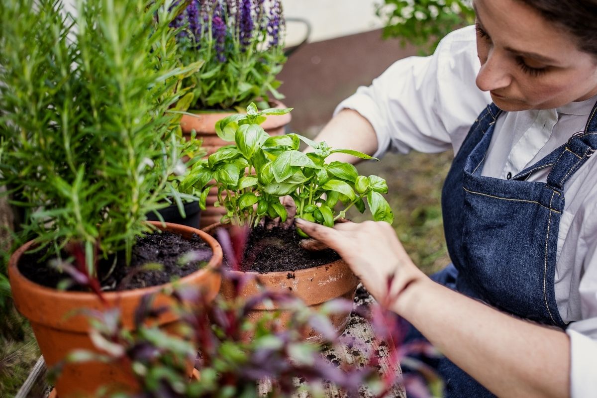Qual o momento ideal de trocar a planta de vaso