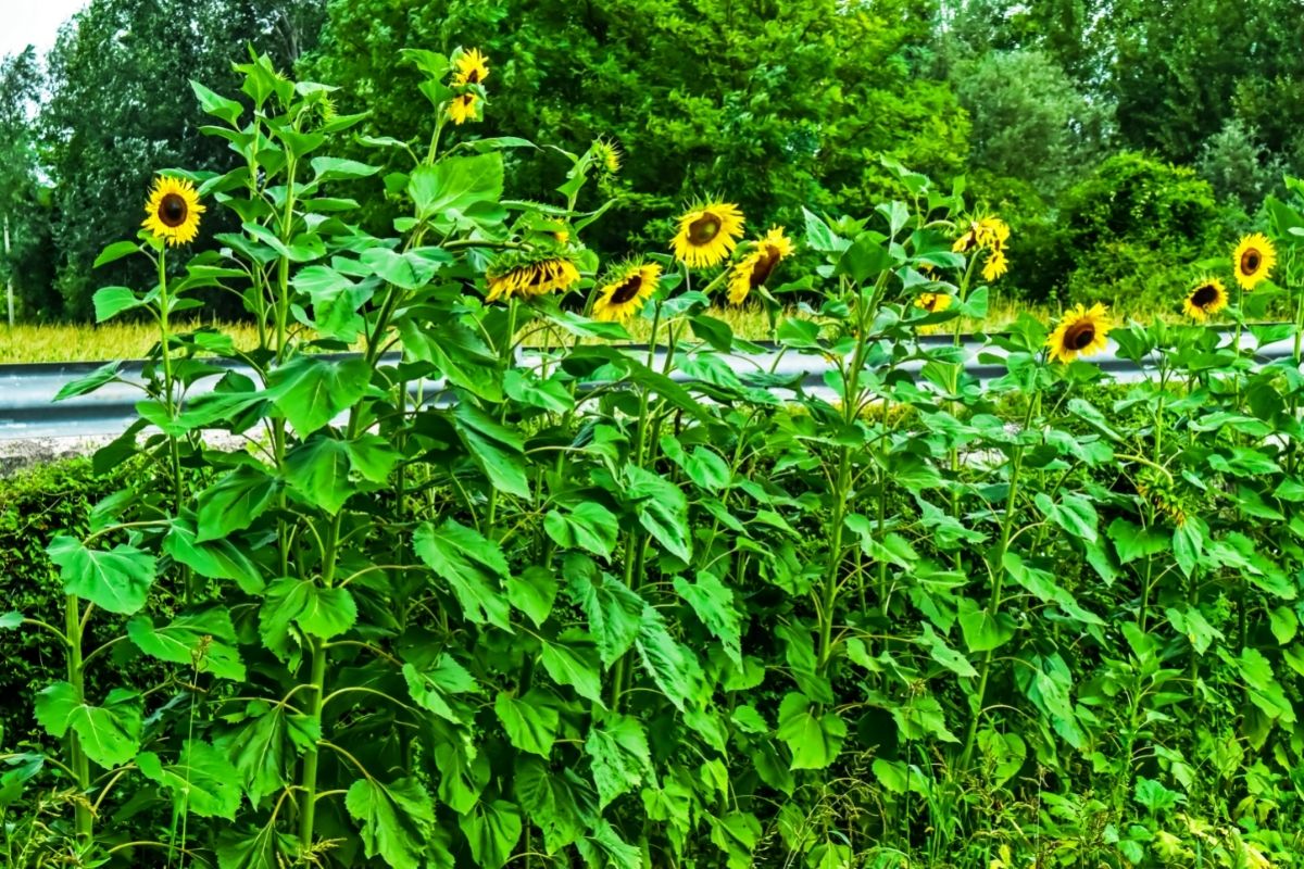 Canteiro girassol no jardim