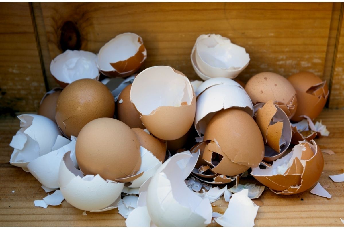 Saiba como preparar o adubo corretamente usando casca de ovos — Reprodução Canva Pró
