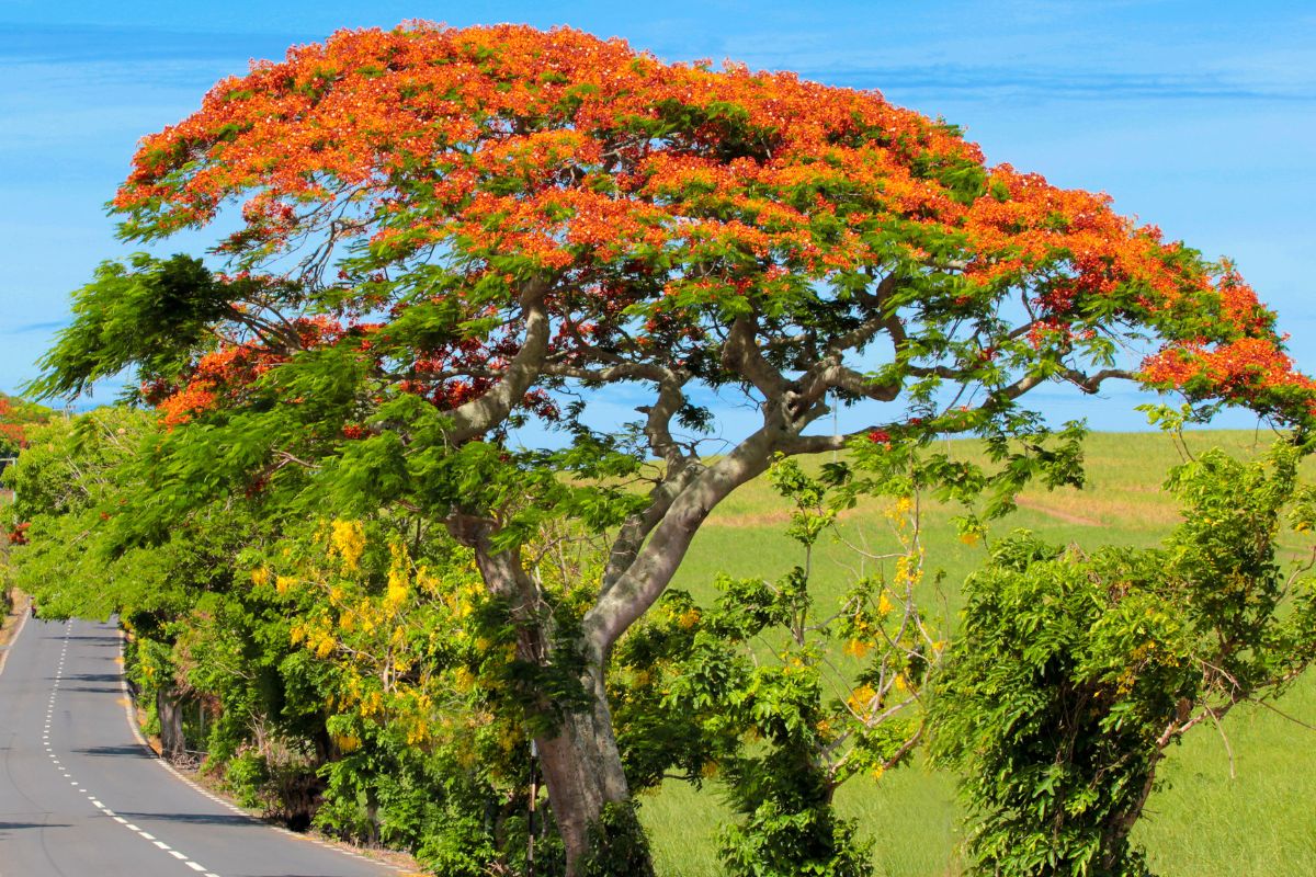 Quanto tempo demora para crescer uma árvore de flamboyant? — Fonte: Canva Pró