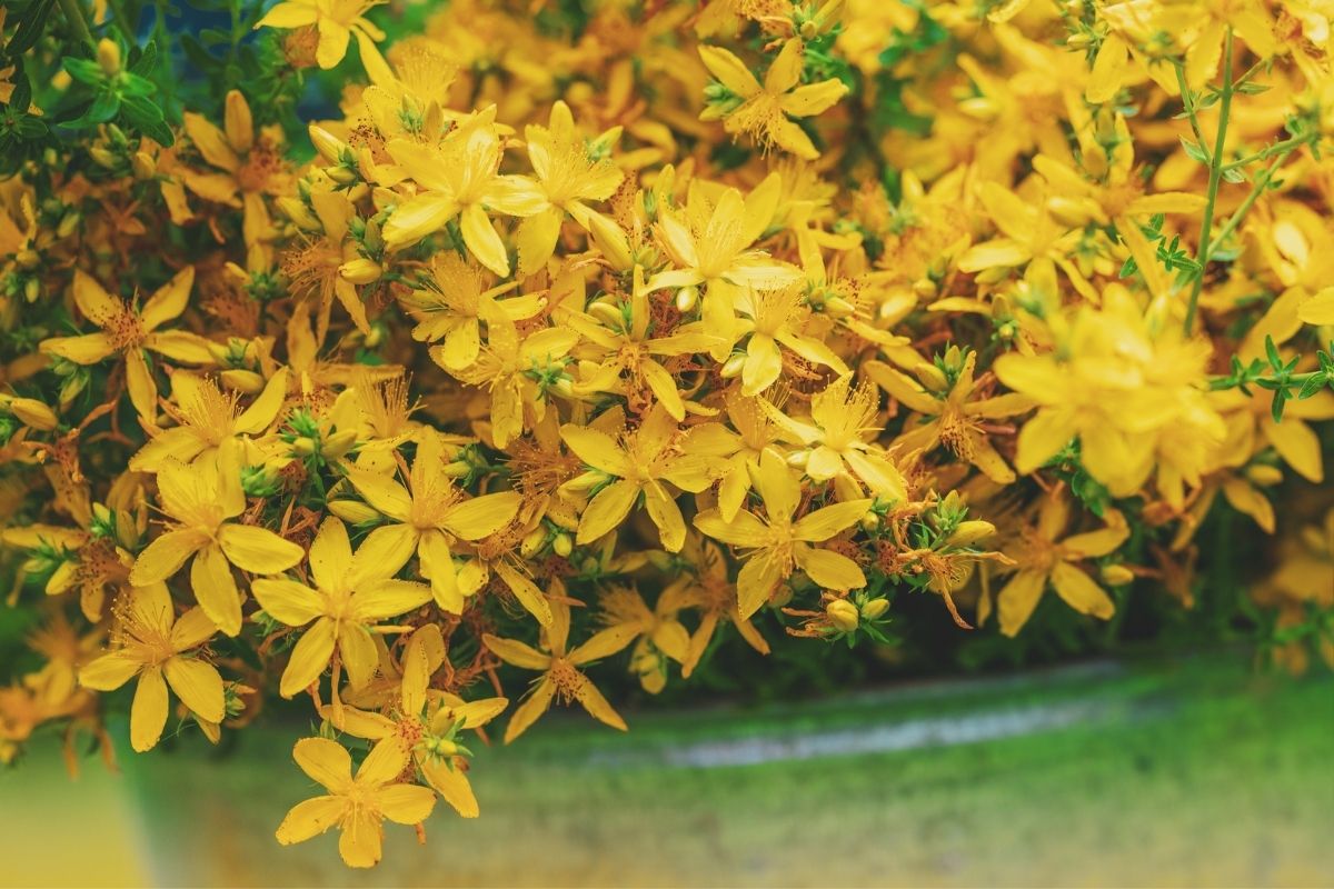 Erva de São João - Reprodução Canva