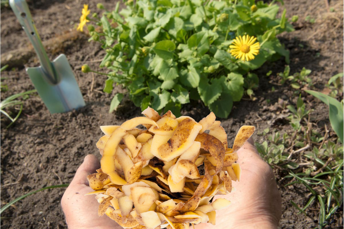 Adubo caseiro casca batata