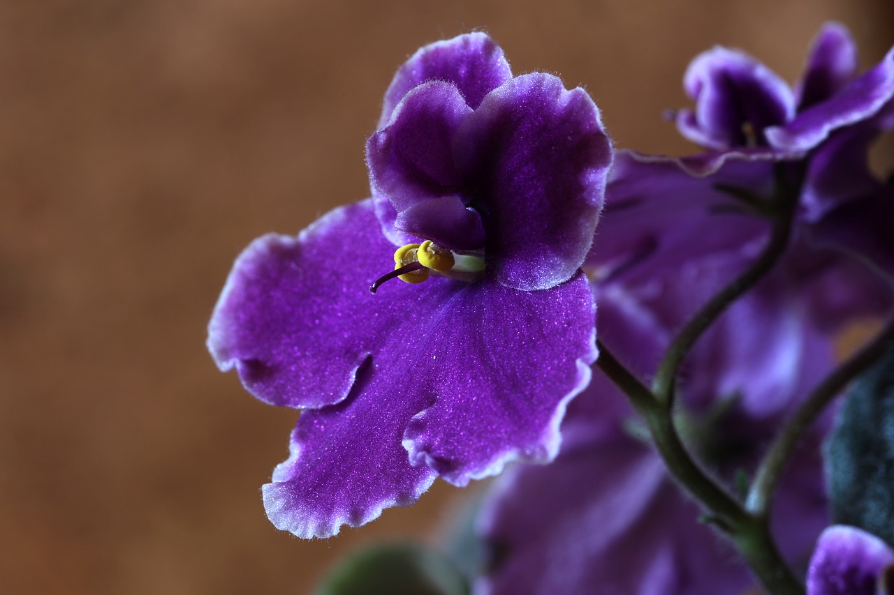 como cultivar violetas para dar flores