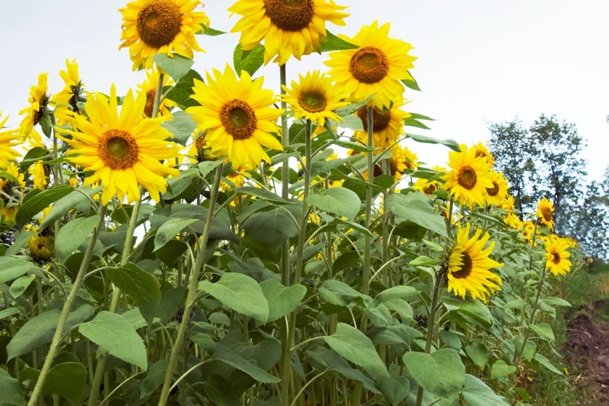 Canteiro girassol no jardim