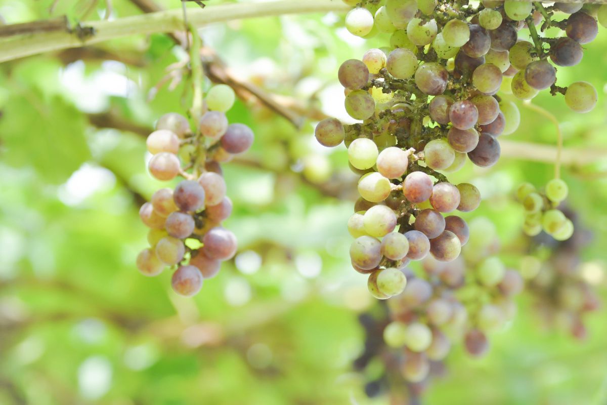 Como enxertar pé uva