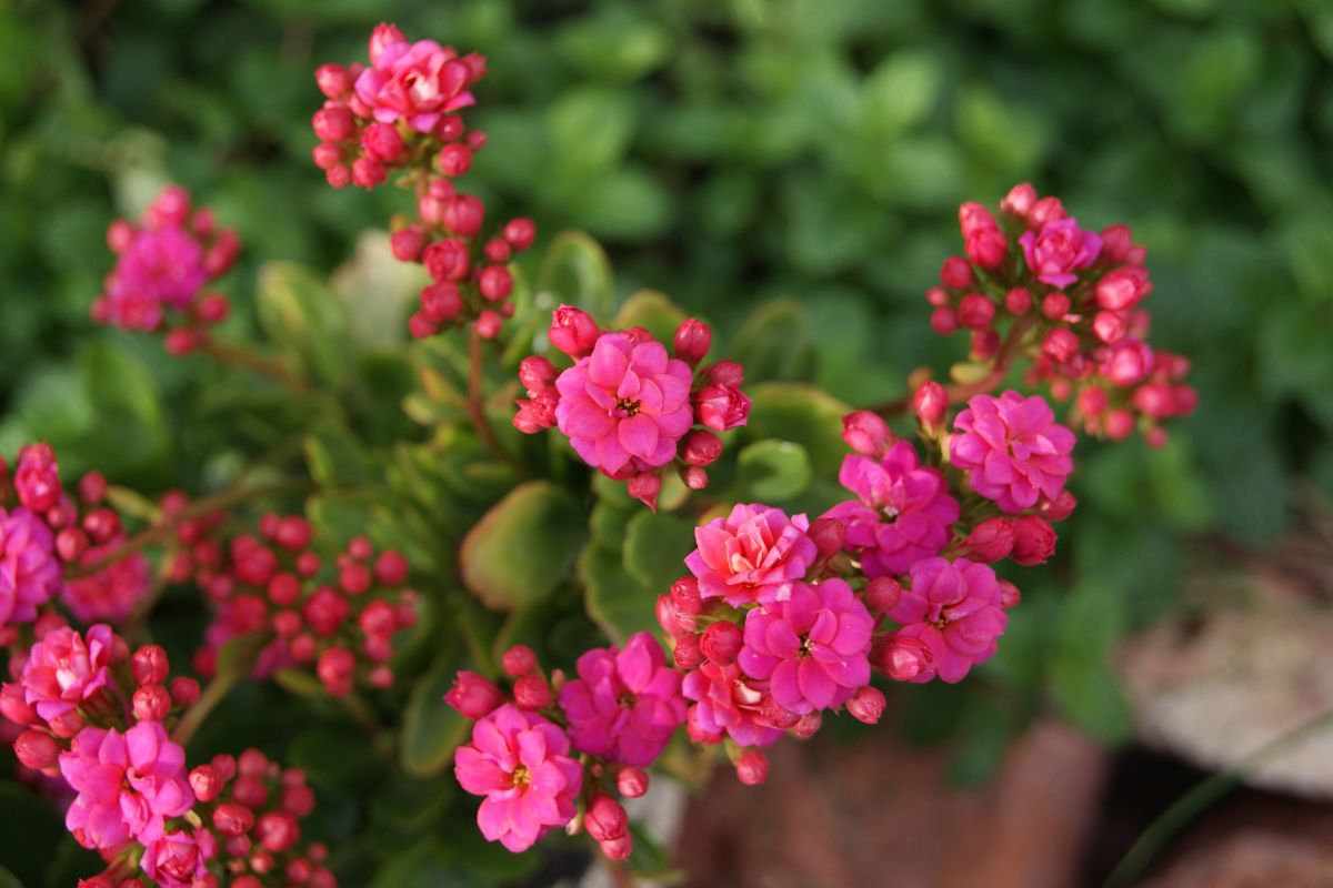 Como fazer flor-da-fortuna florir