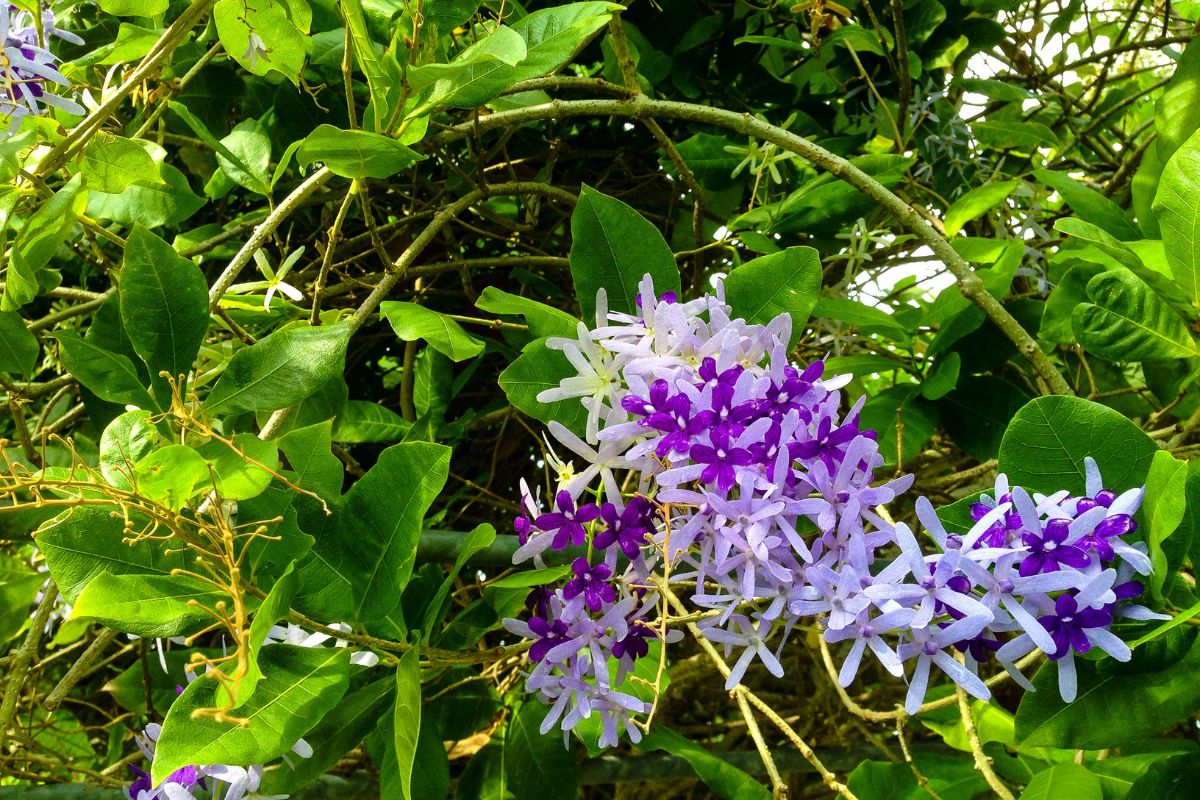 Como plantar flor viuvinha