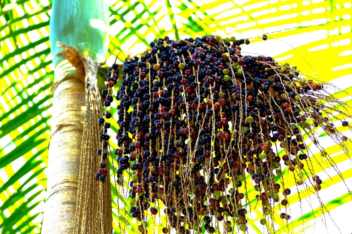 cultivar açaí no vaso_ - Reprodução Canva Cultivar açaí no vaso