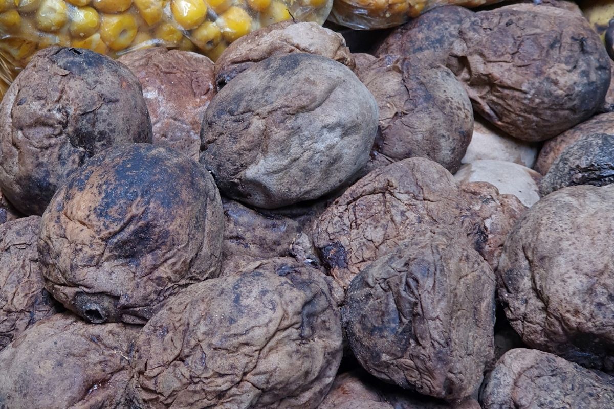 cultivar jenipapo - Reprodução Canva