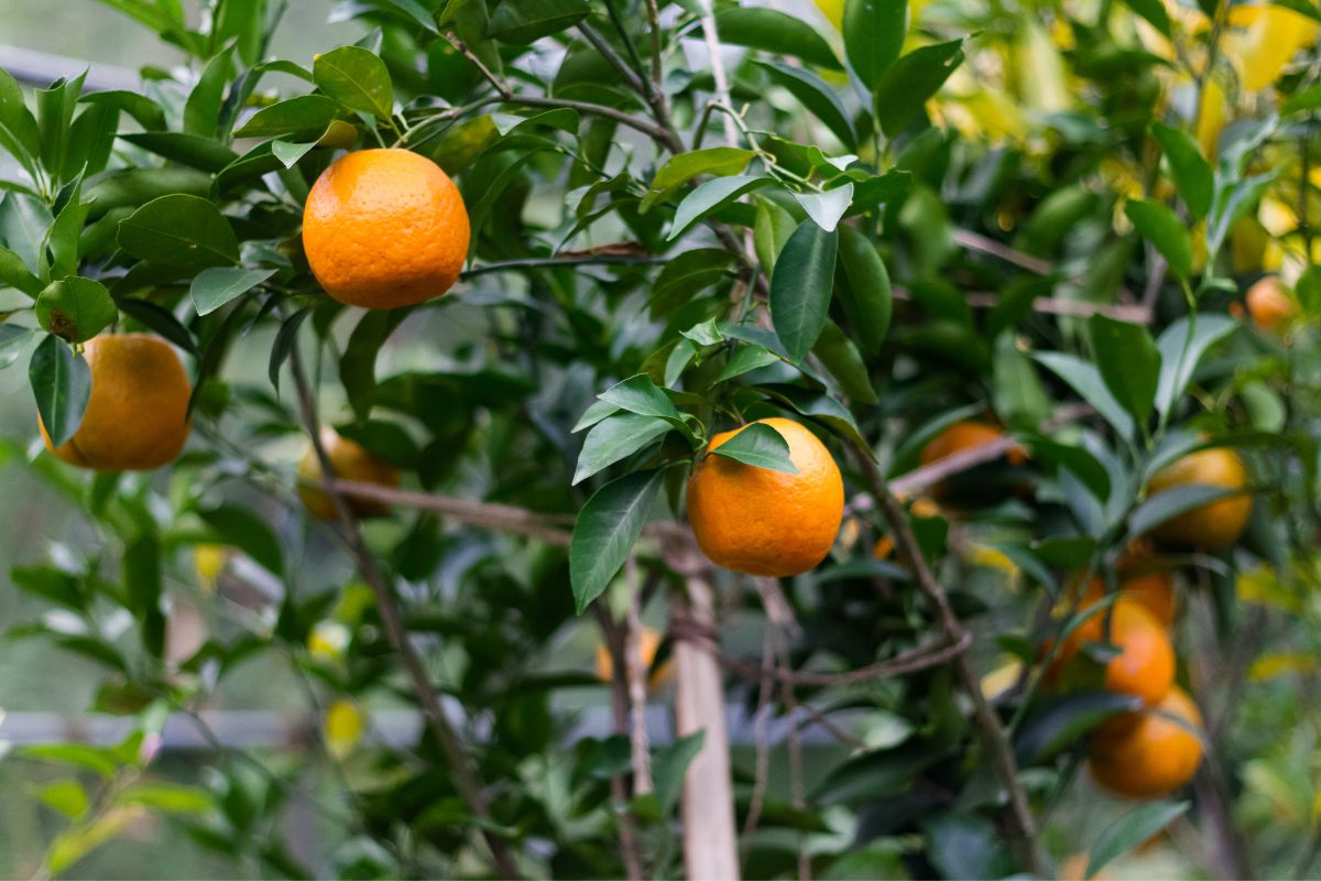 Cultivar laranja