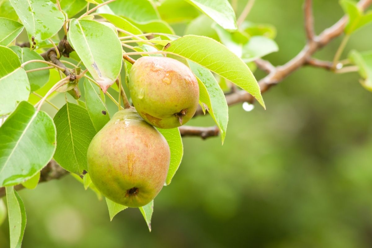 Cultivar pé de pêra