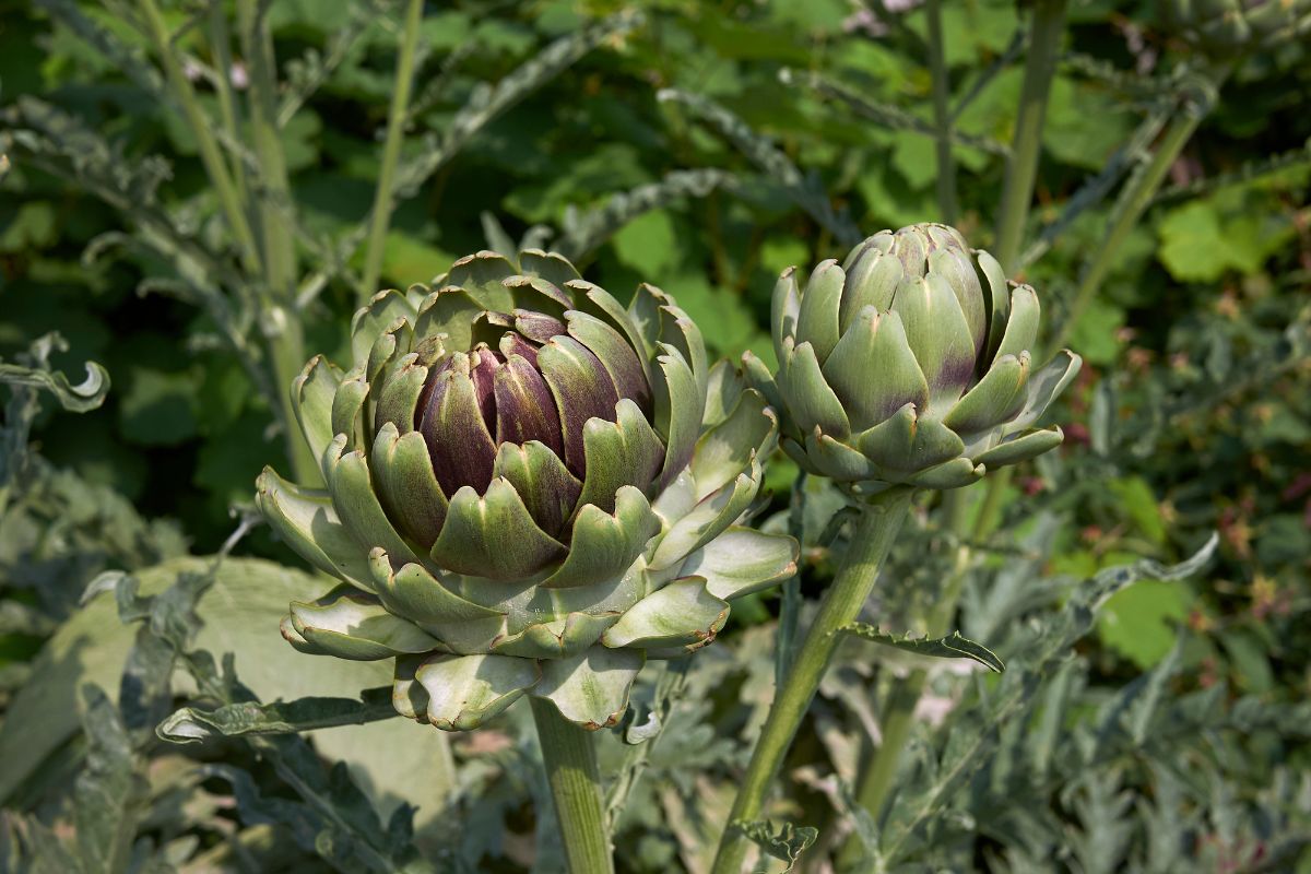 Cultivo alcachofra planta medicinal