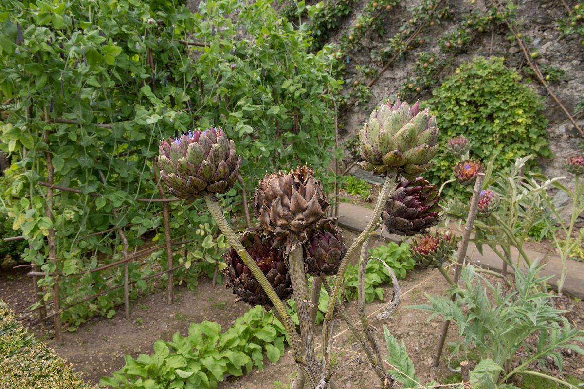 Cultivo alcachofra planta medicinal